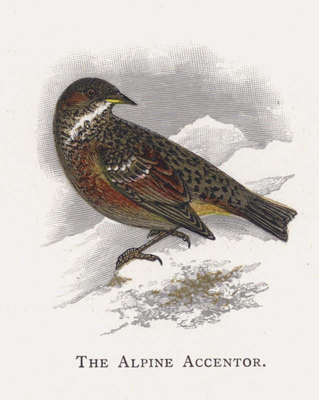 Alpský Accentor od Alexander Francis Lydon