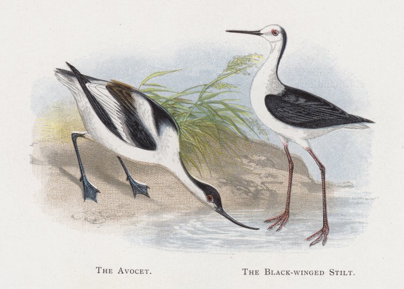 Avocet, chůda černokřídlá od Alexander Francis Lydon