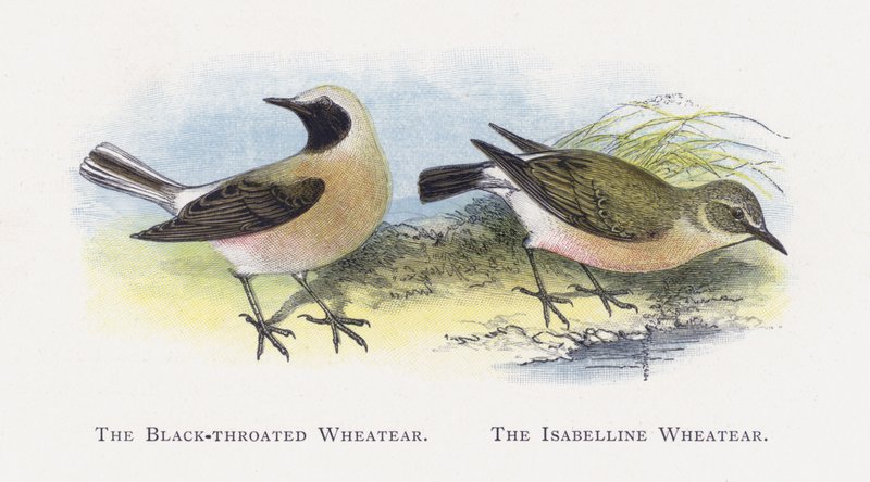 The Black-throated Wheatear, The Isabelline Wheatear od Alexander Francis Lydon