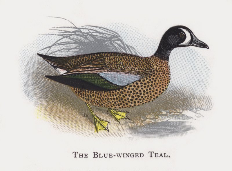Teal modrokřídlý od Alexander Francis Lydon