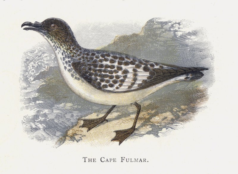 Mys Fulmar od Alexander Francis Lydon
