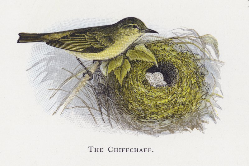 Chiffchaff od Alexander Francis Lydon