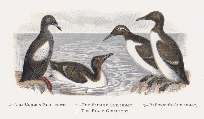 Guillemot obecný, Guillemot uzdený, Guillemot Brunnichs, Guillemot černý od Alexander Francis Lydon