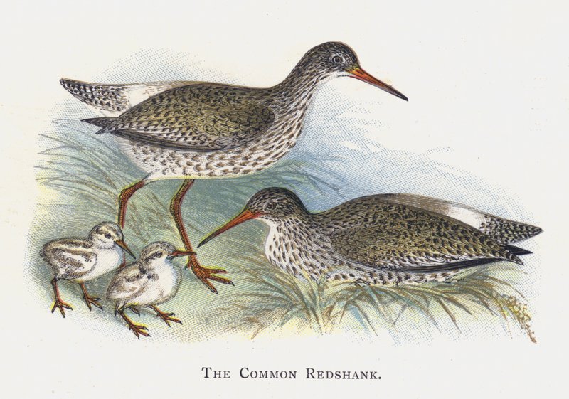 The Common Redshank od Alexander Francis Lydon