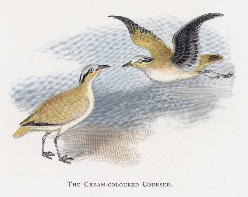 Krémově zbarvený Courser od Alexander Francis Lydon