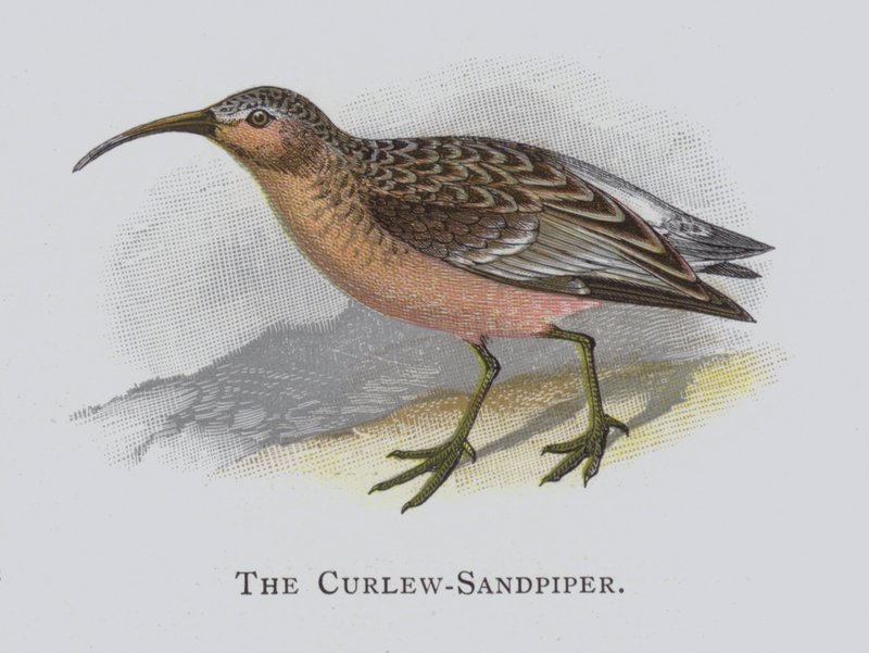 Curlew-Sandpiper od Alexander Francis Lydon