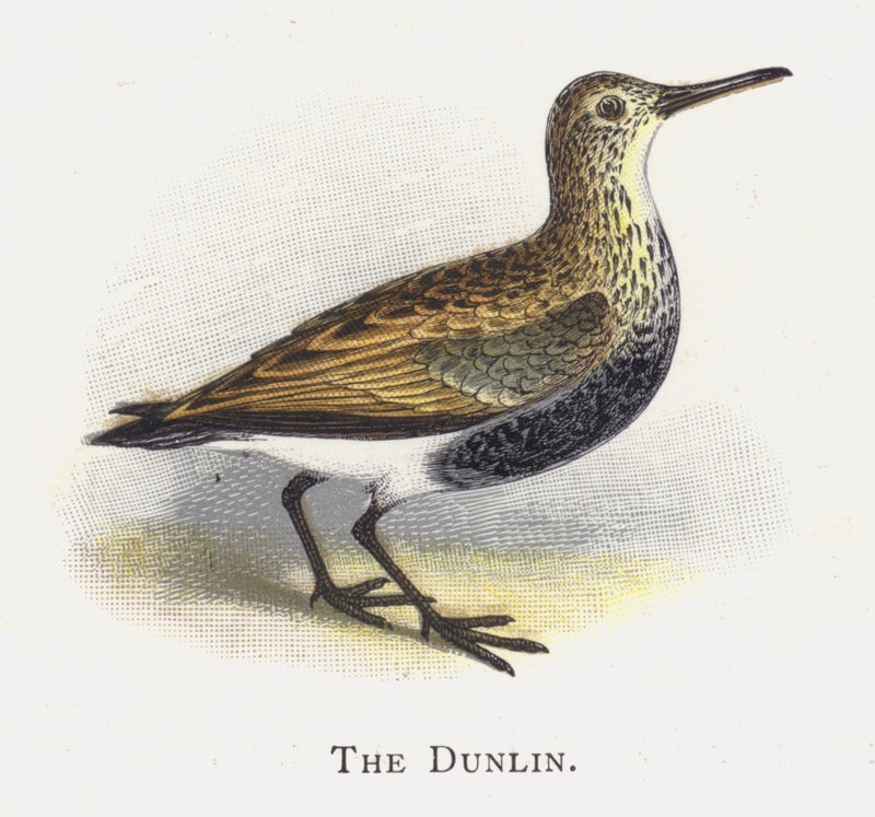 Dunlin od Alexander Francis Lydon