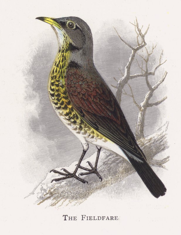 The Fieldfare od Alexander Francis Lydon