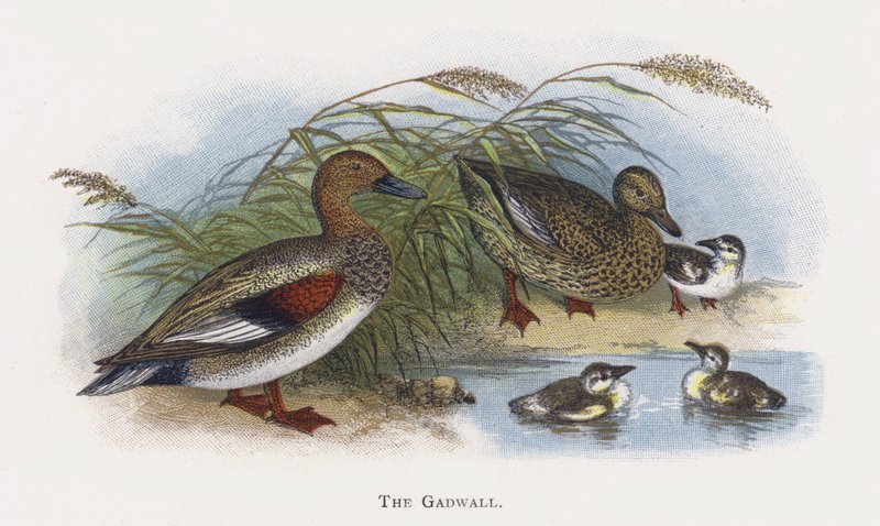 Gadwall od Alexander Francis Lydon