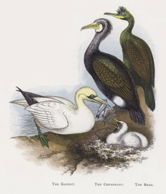 Gannet, Kormorán, Shag od Alexander Francis Lydon