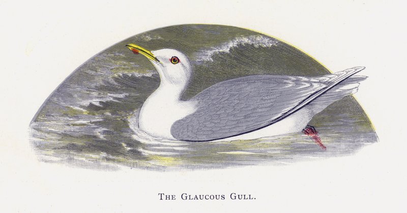 Glaucous racek od Alexander Francis Lydon