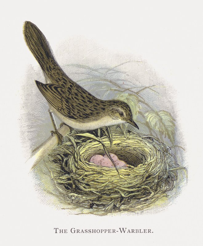 Kobylka-Warbler od Alexander Francis Lydon
