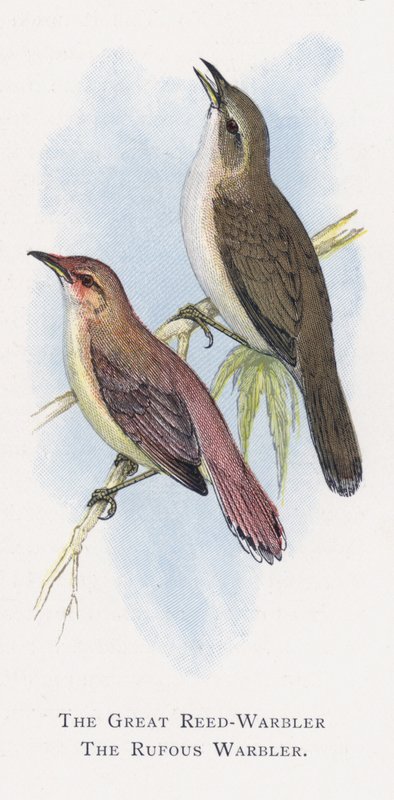Rákosník velký, pěnice rufous od Alexander Francis Lydon