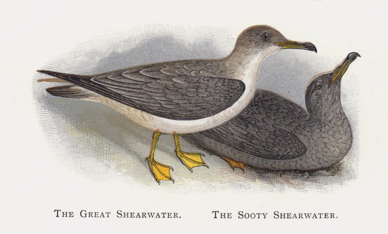 The Great Shearwater, The Saoty Shearwater od Alexander Francis Lydon