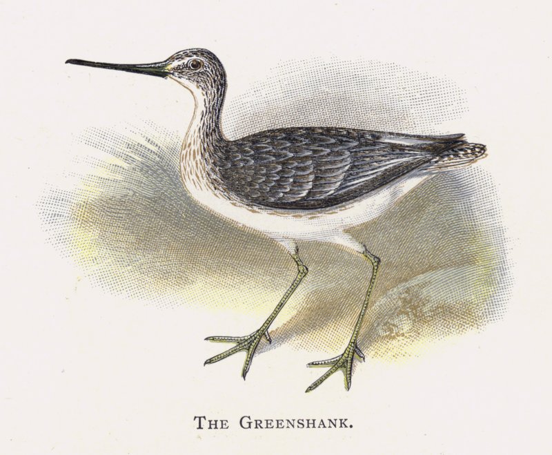 Greenshank od Alexander Francis Lydon