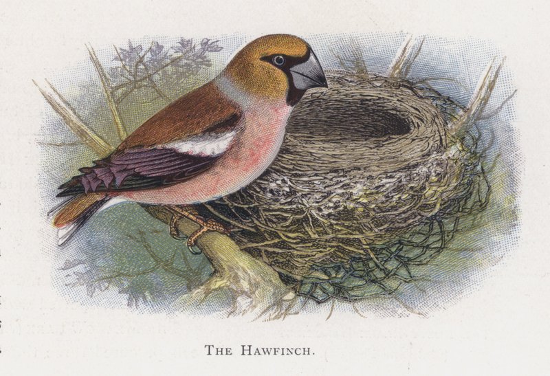 Hawfinch od Alexander Francis Lydon