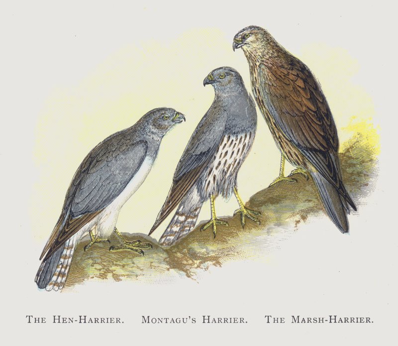 Hen-Harrier, Montagus Harrier, The Marsh-Harrier od Alexander Francis Lydon