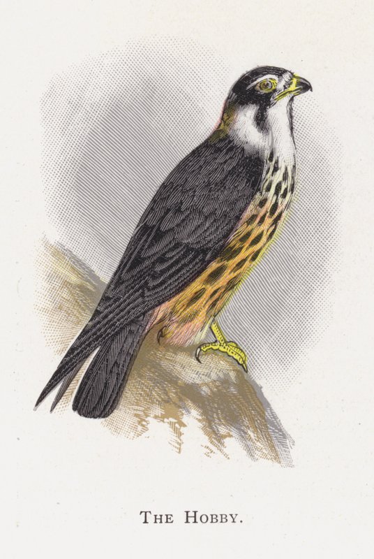 Hobby od Alexander Francis Lydon