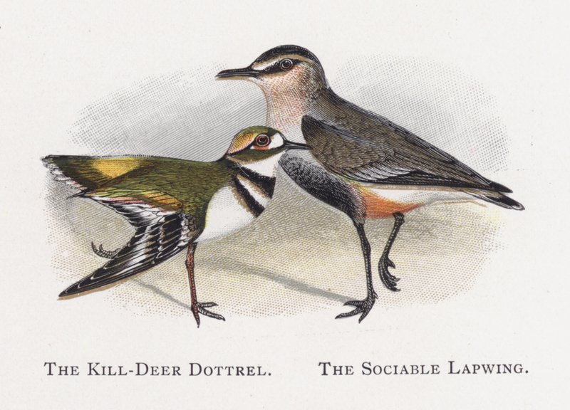 Killdeer Dotterel, Společenský čejek od Alexander Francis Lydon