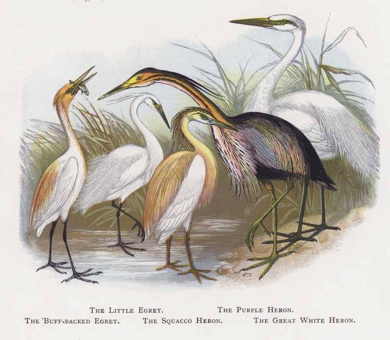 Volavka malá, Volavka purpurová, Volavka hřbetá, Volavka squacco, Volavka bílá od Alexander Francis Lydon