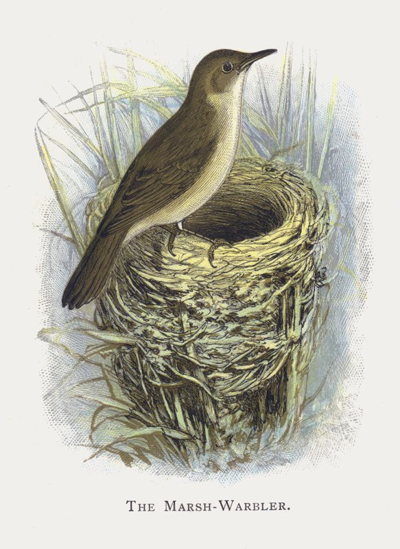 Marsh-Warbler od Alexander Francis Lydon