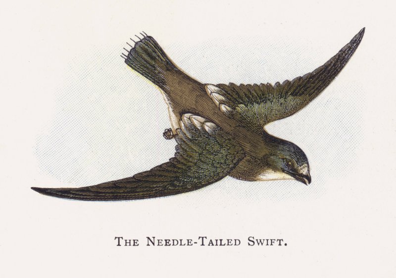 Needle-Tailed Swift od Alexander Francis Lydon