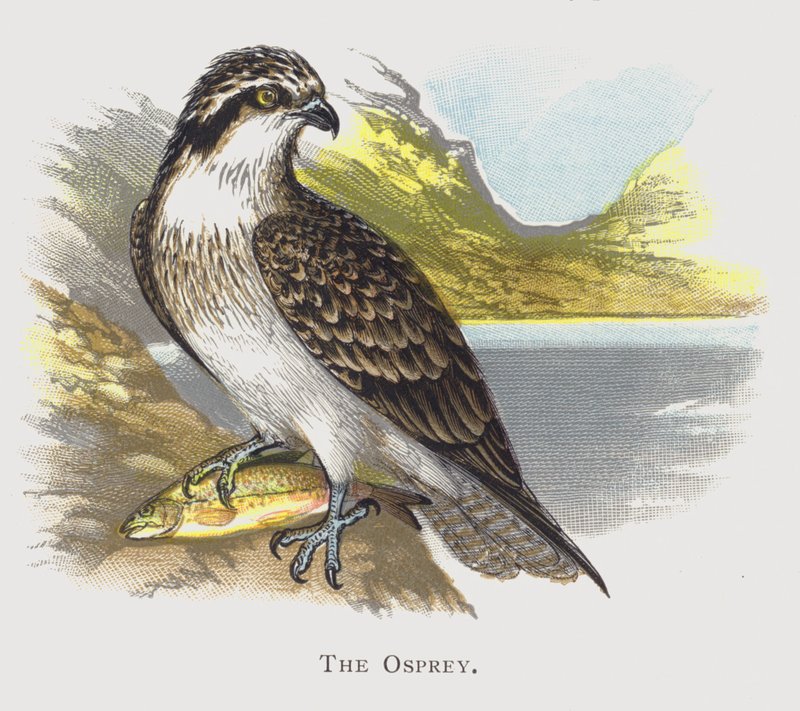 Osprey od Alexander Francis Lydon