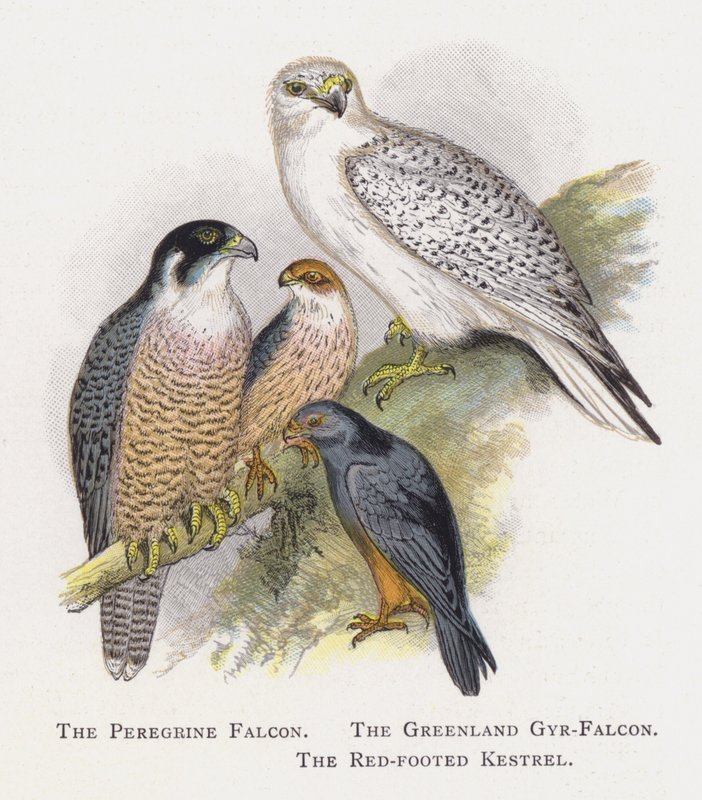 Sokol stěhovavý, Gyr-Falcon grónský, Poštolka rudonohá od Alexander Francis Lydon
