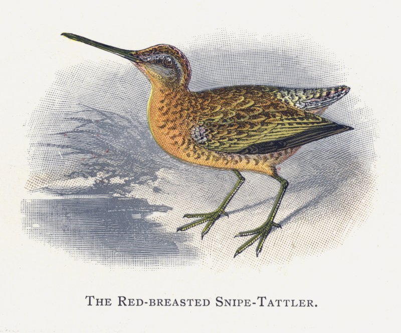 Snipe-Tattler rudoprsý od Alexander Francis Lydon