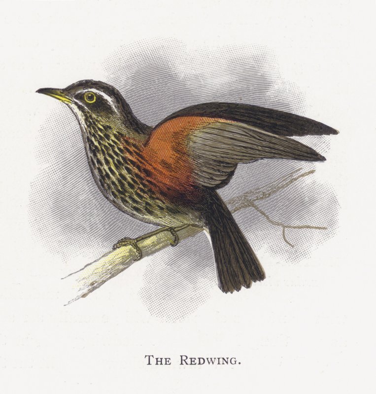 Redwing od Alexander Francis Lydon
