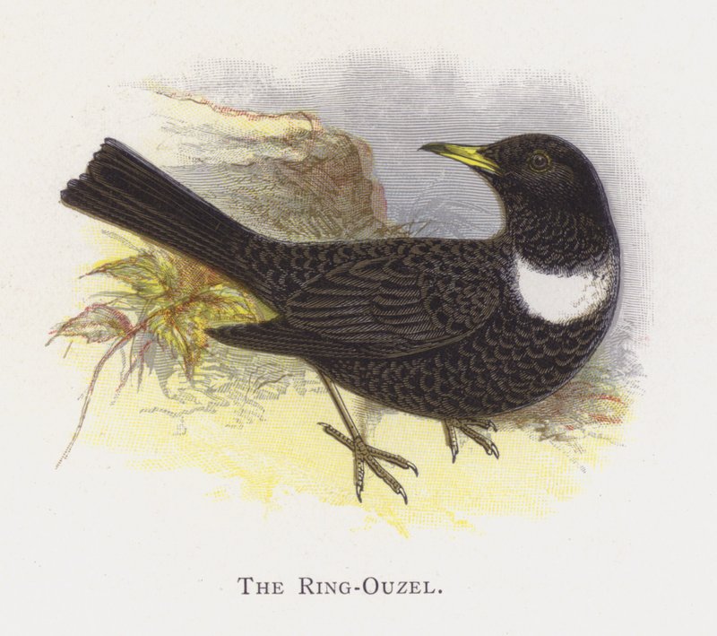 Ring-Ouzel od Alexander Francis Lydon