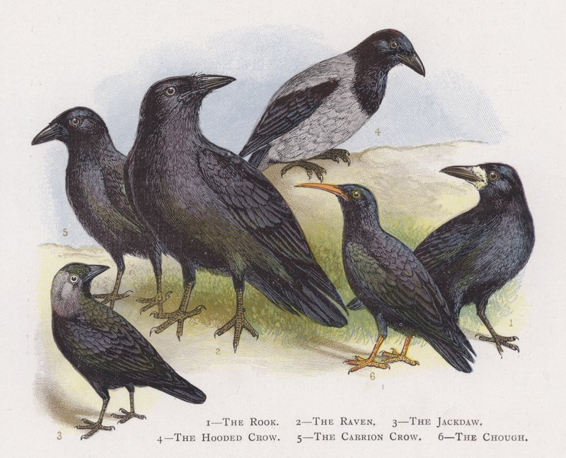 Věž, Havran, Kavka, Vrána kápě, Vrána mršinová, Chough od Alexander Francis Lydon