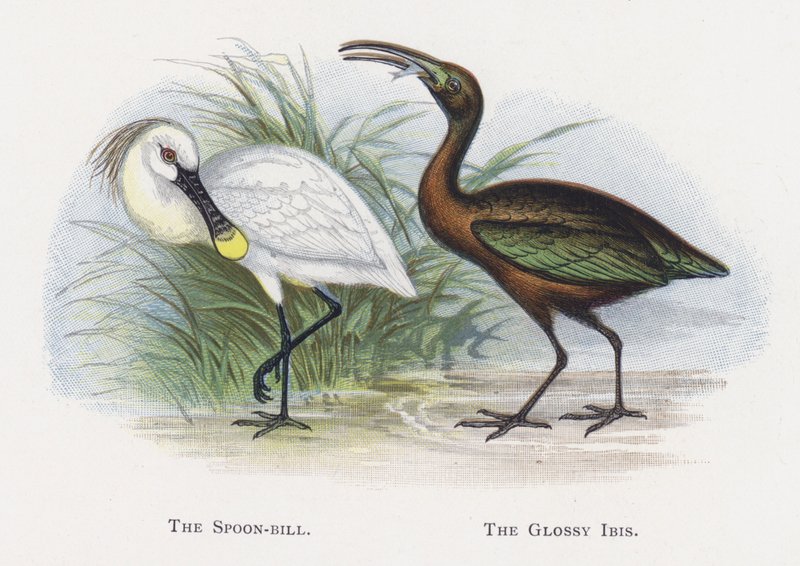 Spoon-bill, Ibis lesklý od Alexander Francis Lydon