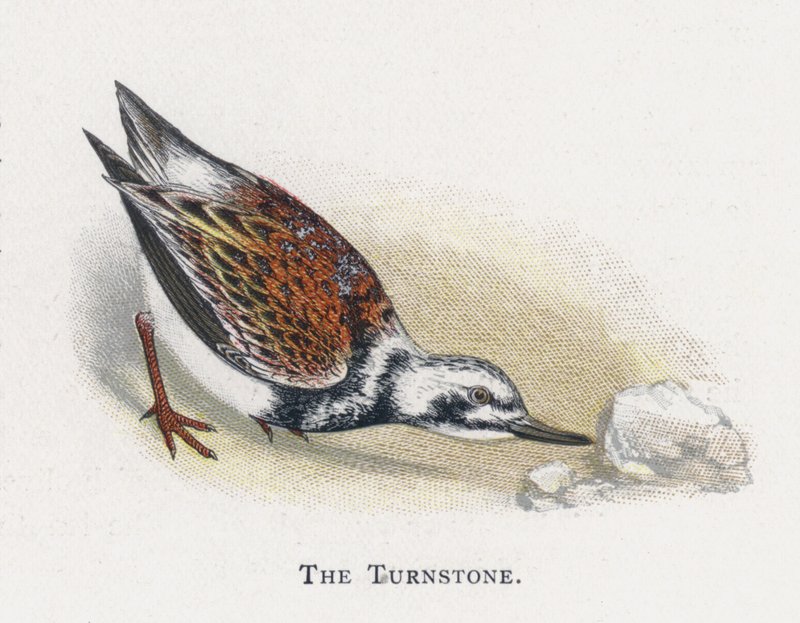 Turnstone od Alexander Francis Lydon
