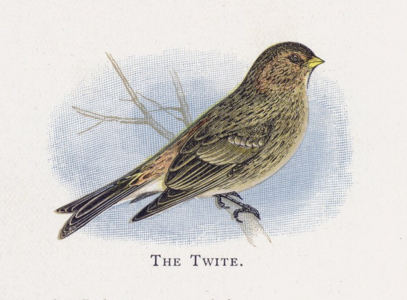 Twite od Alexander Francis Lydon