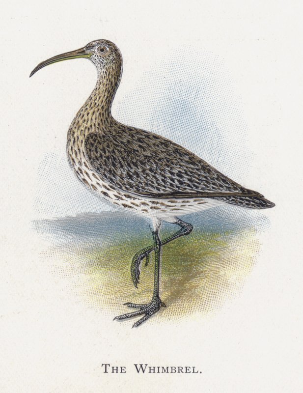 Whimbrel od Alexander Francis Lydon