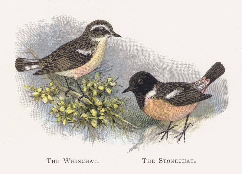 The Whinchat, The Stonechat od Alexander Francis Lydon