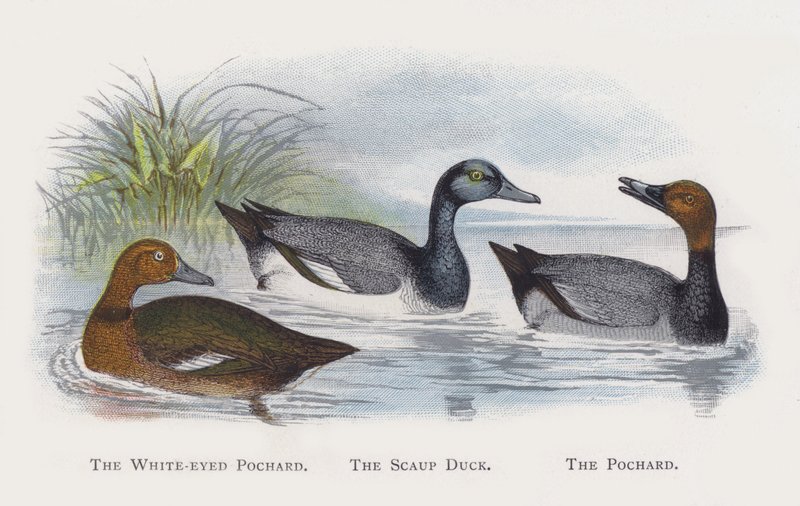 Pochard bělooký, Kachna scaup, Pochard od Alexander Francis Lydon