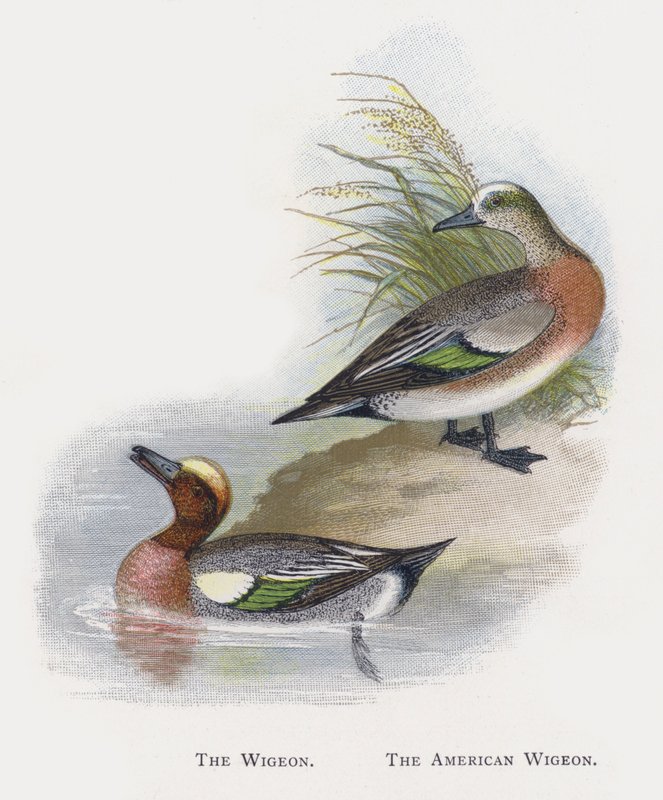 Wigeon, americký Wigeon od Alexander Francis Lydon