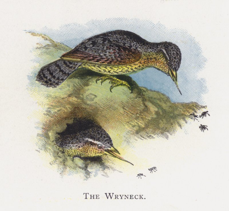 Wryneck od Alexander Francis Lydon