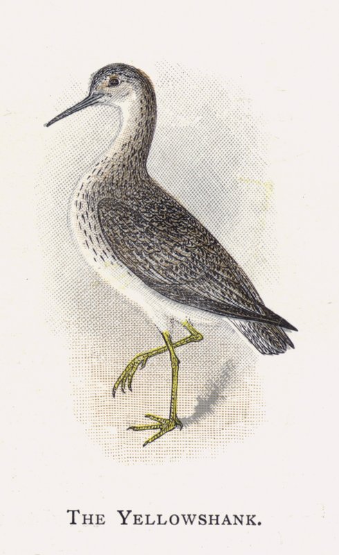 Yellowshank od Alexander Francis Lydon