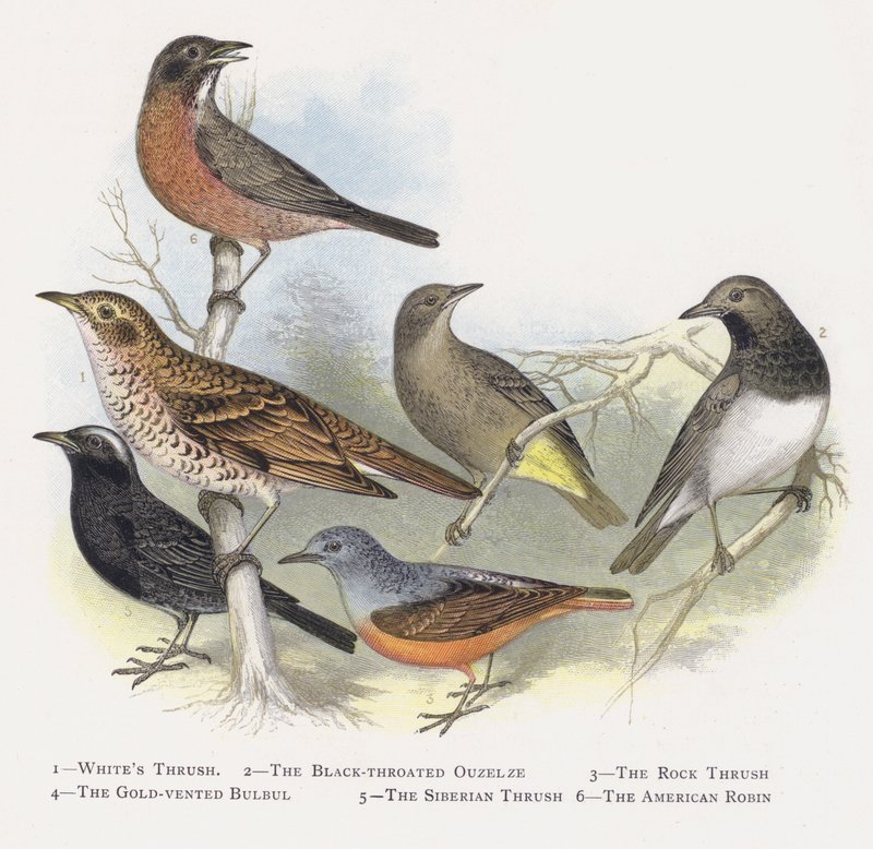 Drozd bílý, Ouzelze černohrdlý, Drozd skalní, Bulbul zlatohlavý, Drozd sibiřský, Červenka americká od Alexander Francis Lydon