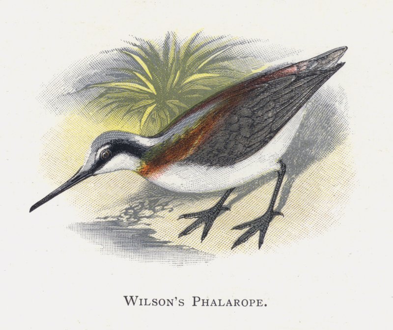 Wilsonův Phalarope od Alexander Francis Lydon