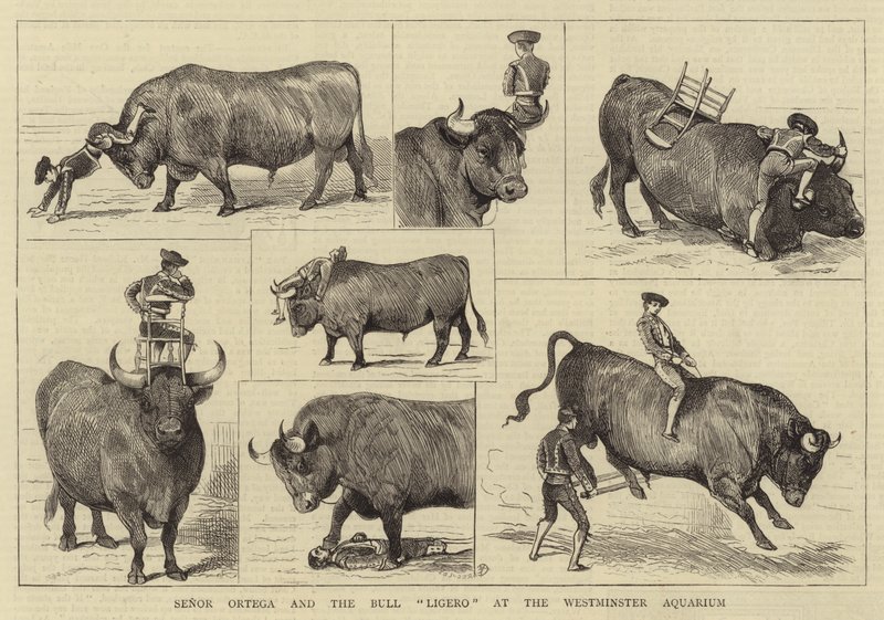 Senor Ortega a Bull Ligero ve Westminsterském akváriu od Alfred Chantrey Corbould