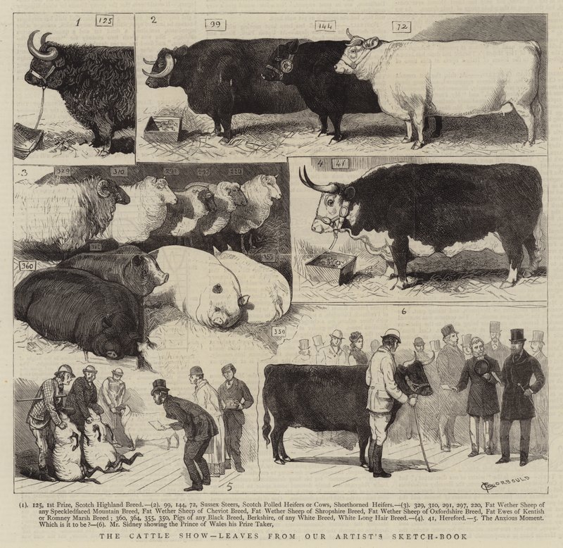 The Cattle Show, listy z naší Artist