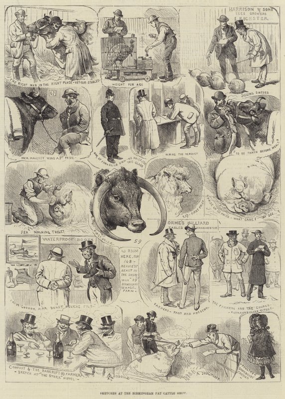 Skici na Birminghamské výstavě tlustého skotu od Alfred Courbould