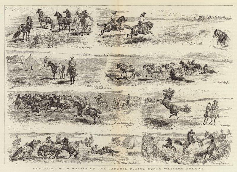 Zachycení divokých koní na Laramie Plains, Severozápadní Amerika od Alfred Chantrey Corbould
