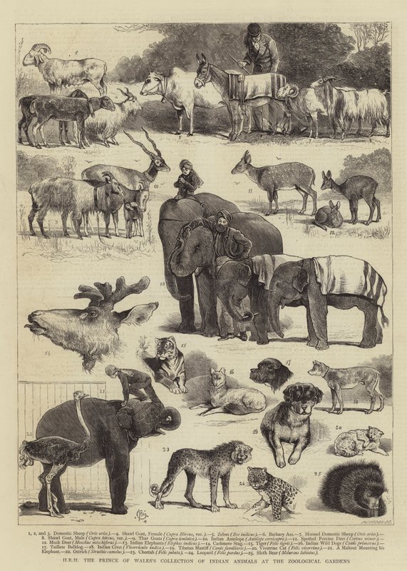 Jeho královská výsost sbírka indických zvířat prince z Walesu v zoologické zahradě od Alfred Chantrey Corbould
