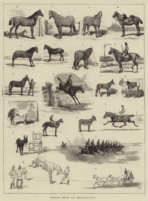 Výstava koní v Manchesteru od Alfred Chantrey Corbould