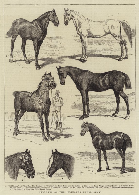 Skici na koňské výstavě v Islingtonu od Alfred Chantrey Corbould